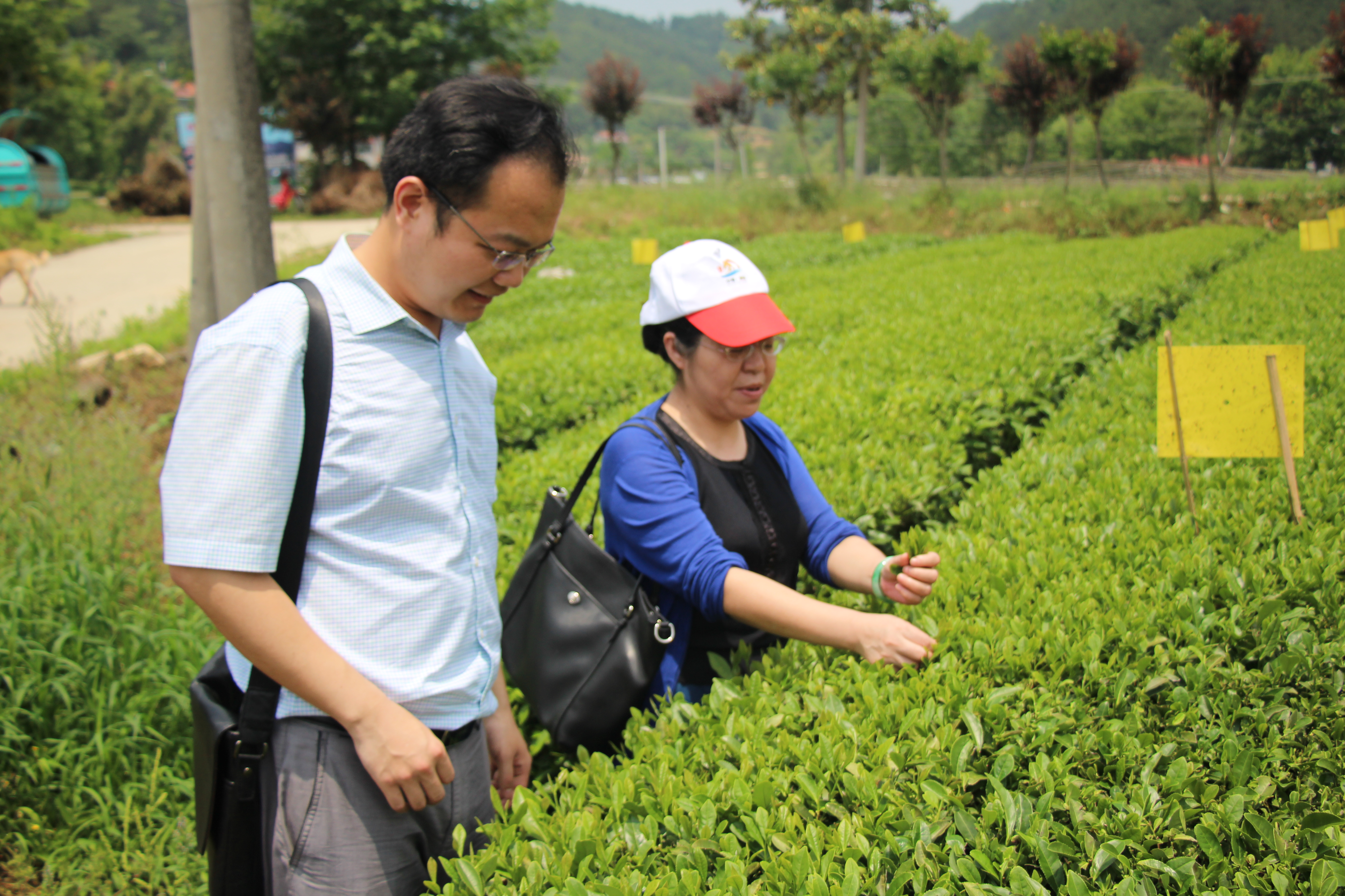 教师进农户，理论下基层——世界杯官网全体党员教师赴英山县乌云山村学习调研